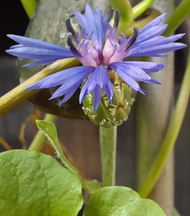 cornflower Blue Carpet