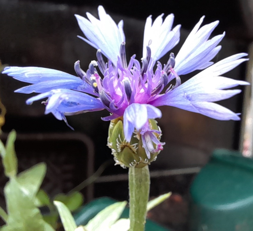 cornflower Blue Carpet