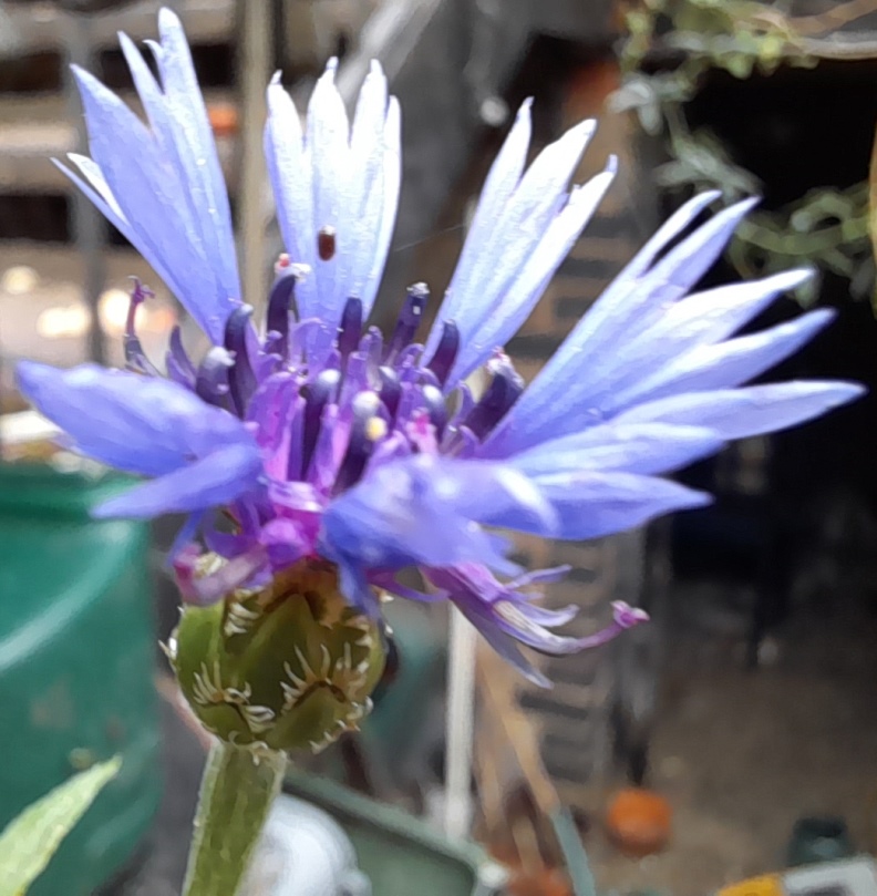 cornflower Blue Carpet