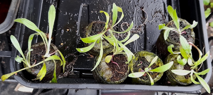 cornflower seedlings