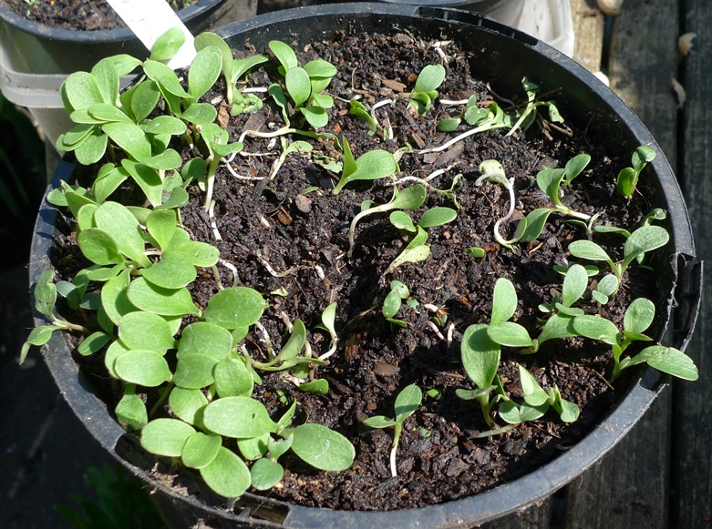 cornflower seedlings