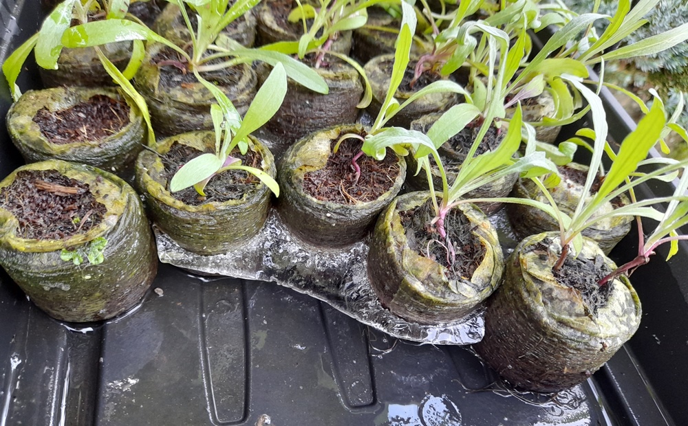cornflower seedlings
