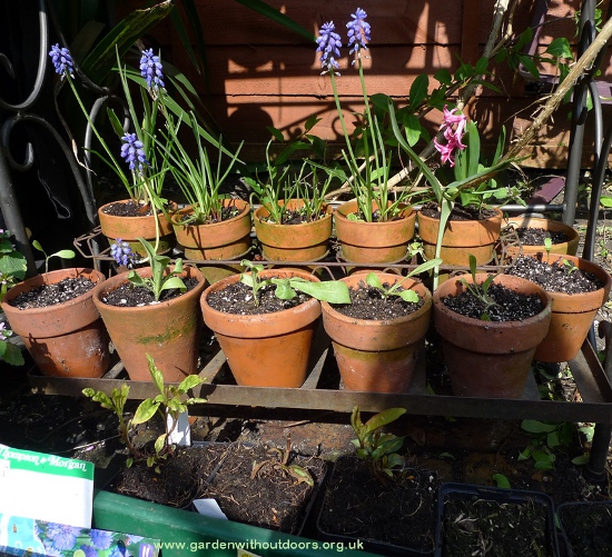 cornflower seedlings