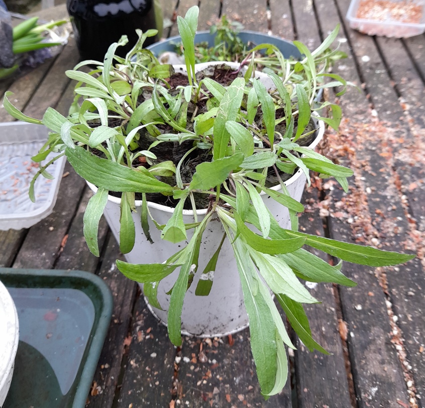 cornflower seedlings