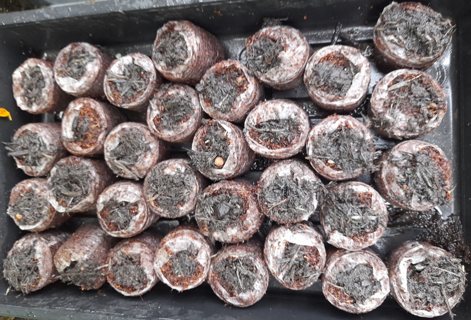 cornflower cyanus black ball seeds sown