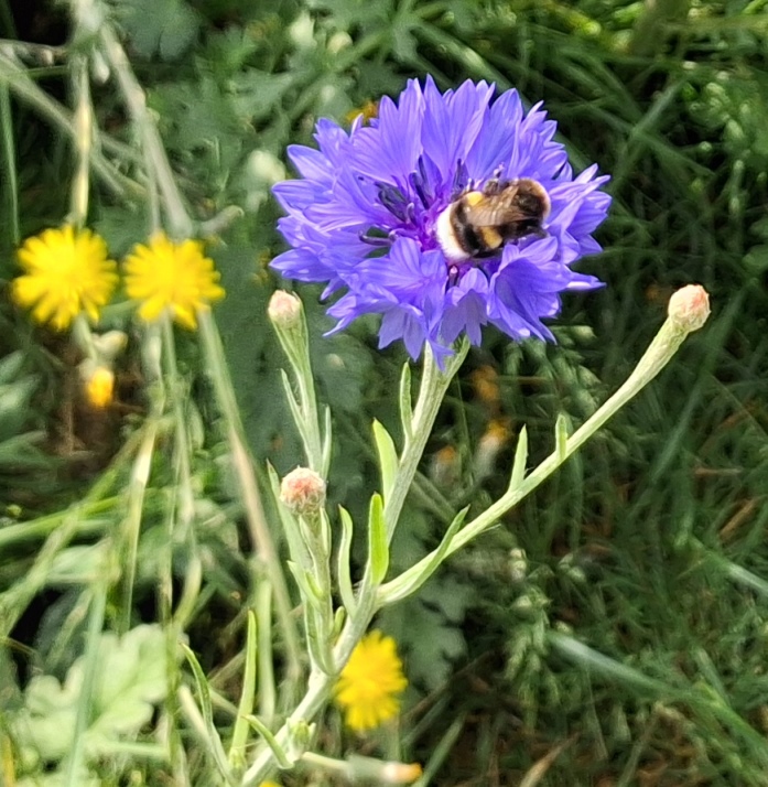 cornflower with bee