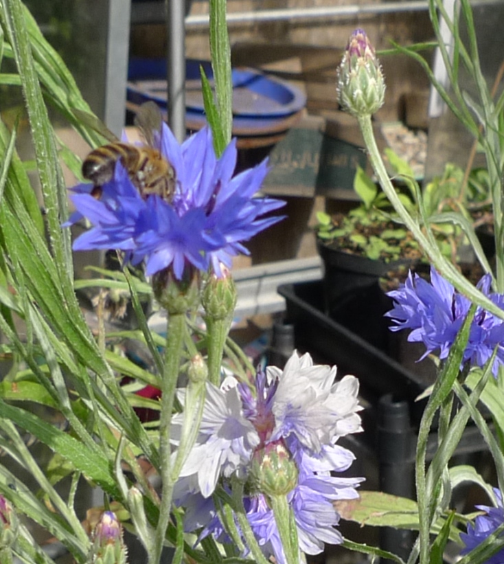 cornflower with bee