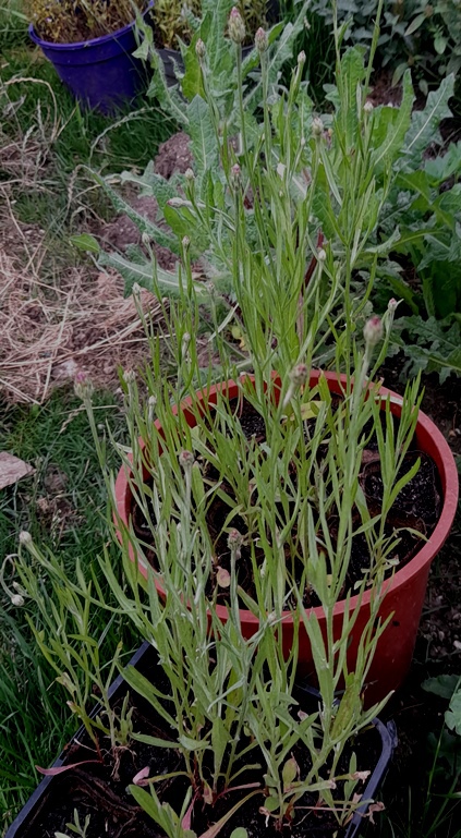 cornflowers centaurea cyanus