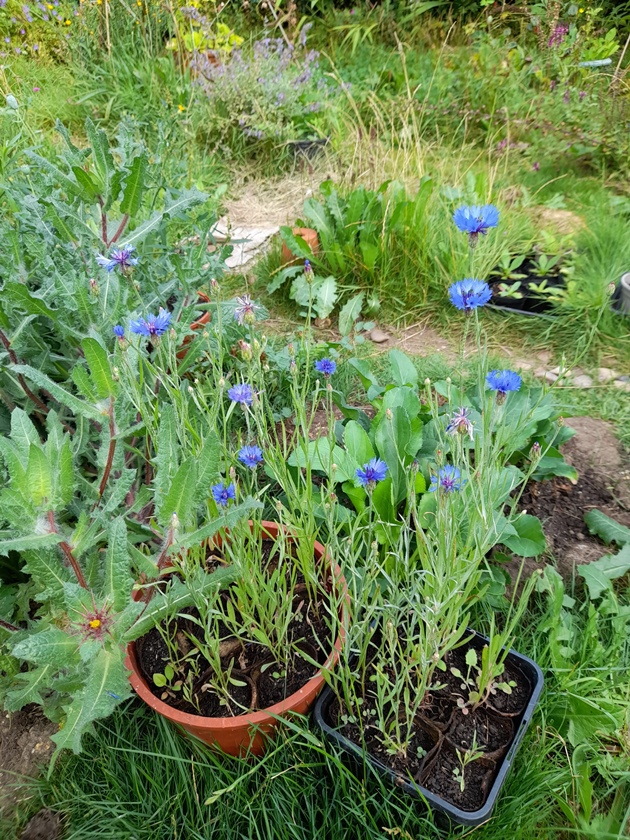 cornflowers