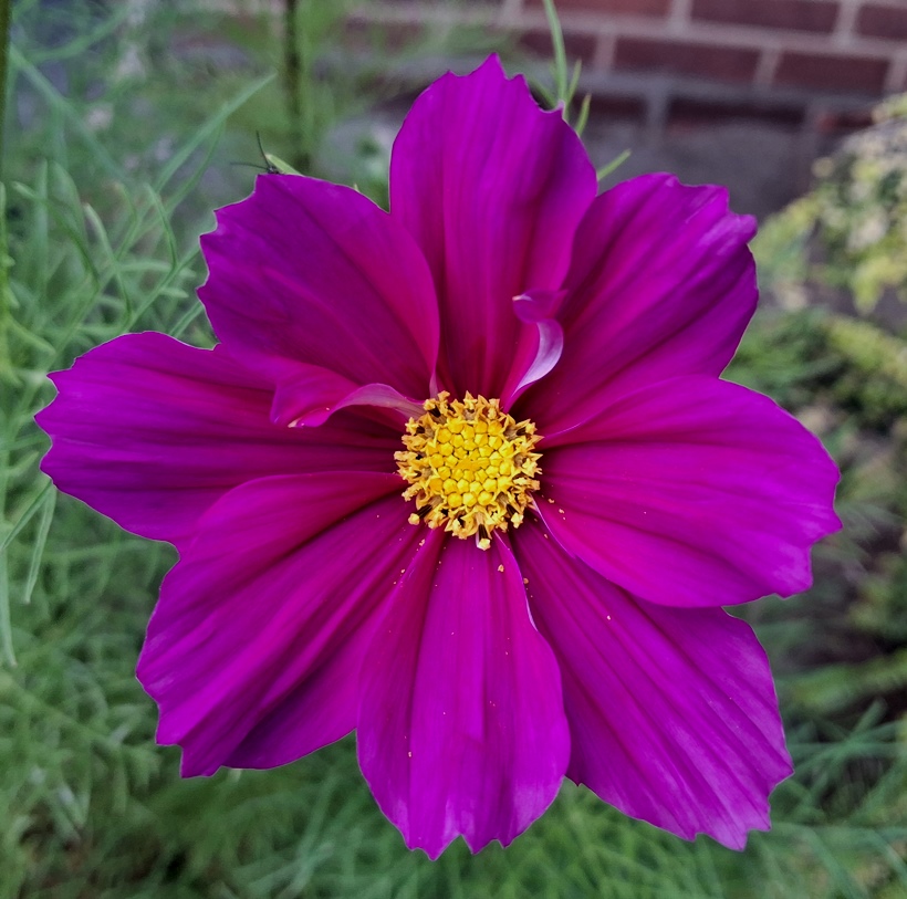 cosmos