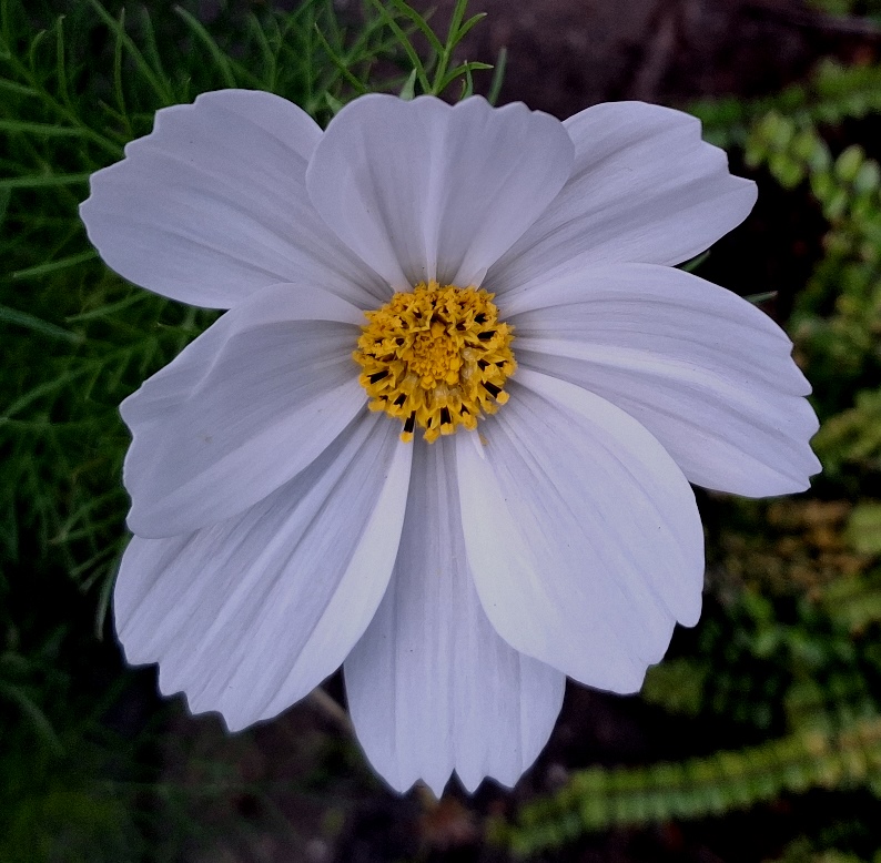cosmos