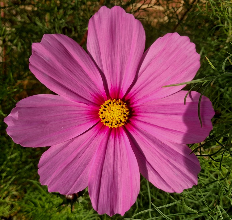 cosmos
