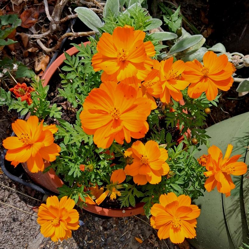 cosmos sulphureus Cosmic Orange