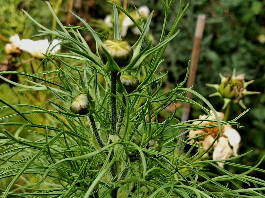 cosmos buds