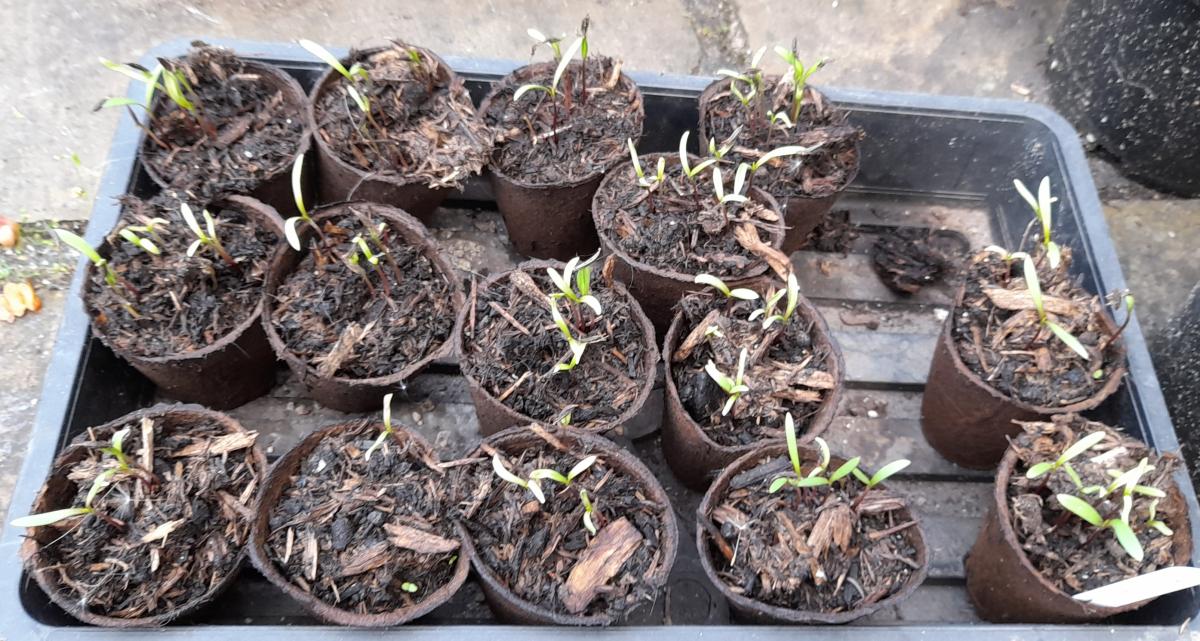 cosmos seedlings