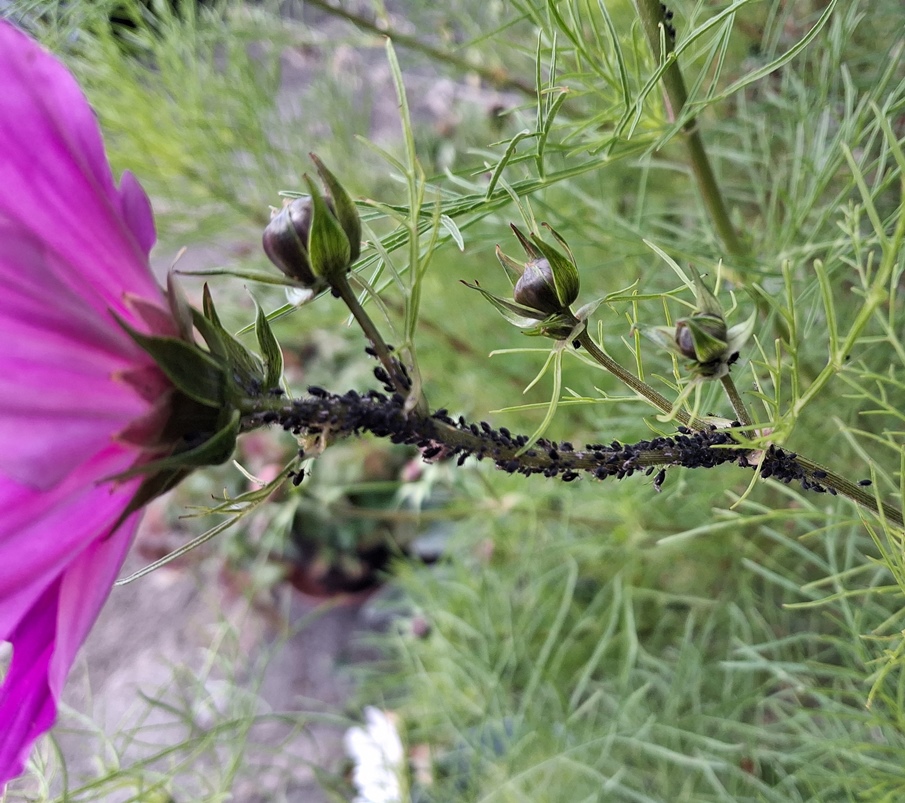 cosmos with aphids