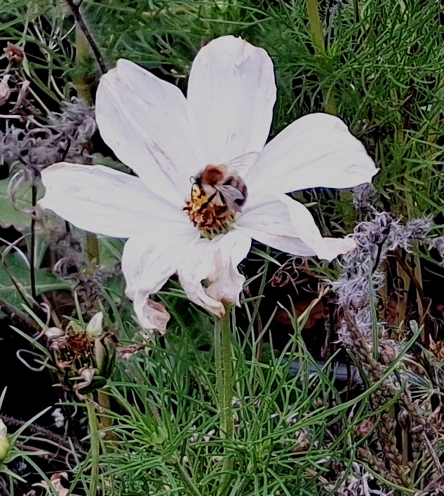 white cosmos bee