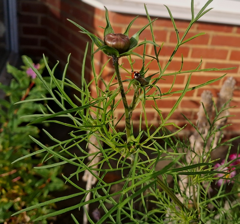 cosmos bud ladybird