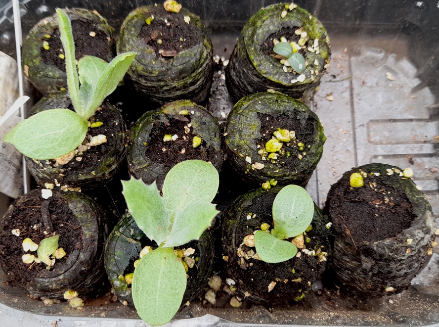 cotton thistle seedlings Onopordum bracteatum