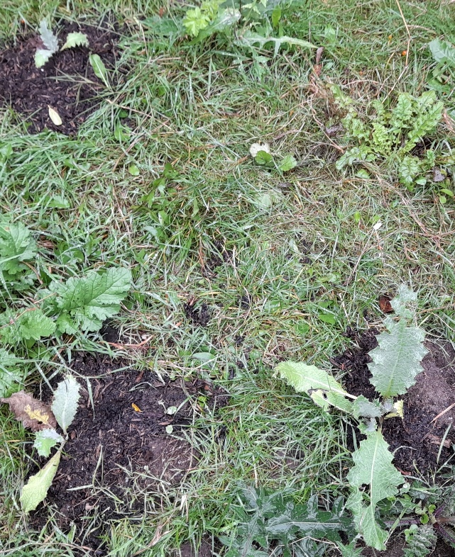 cotton thistle seedlings