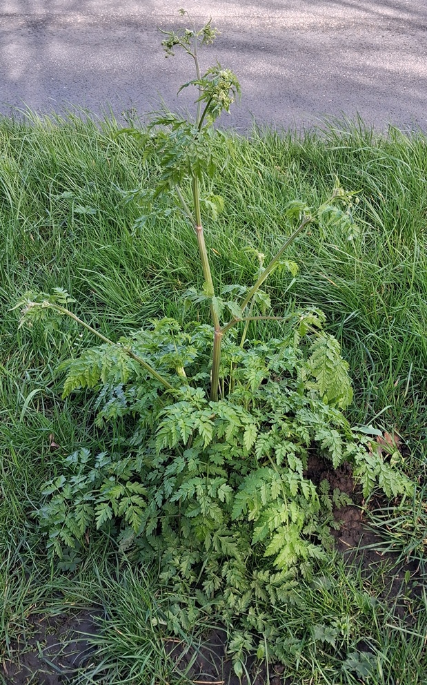 cow parsley