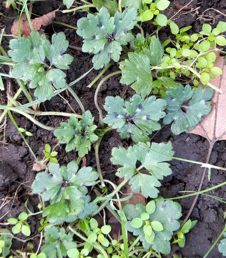 creeping buttercup