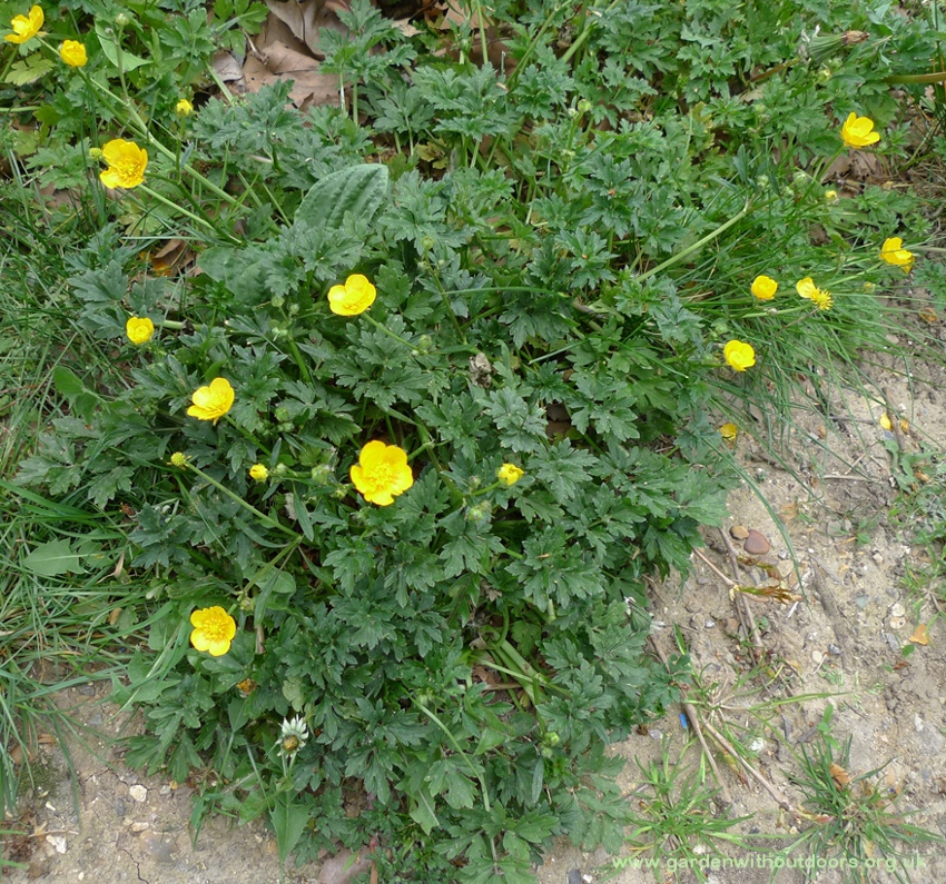 creeping buttercup