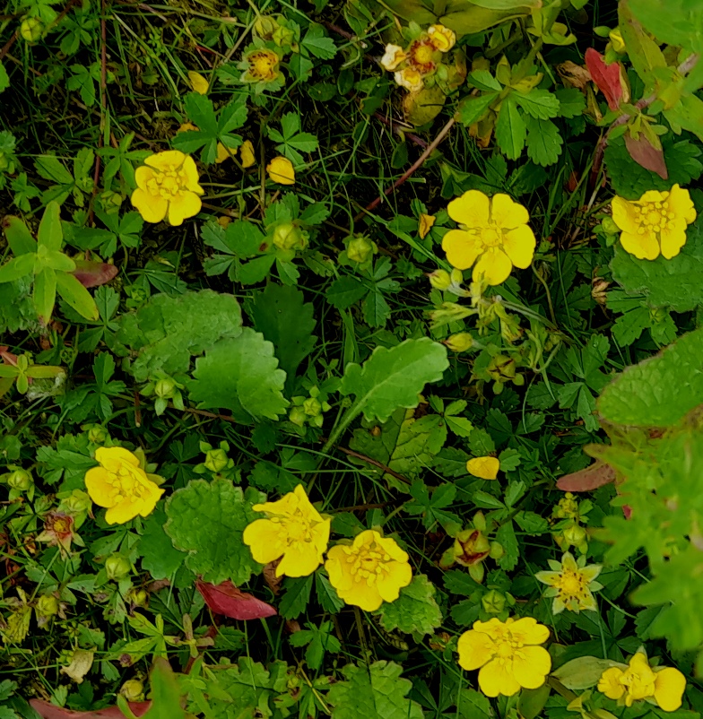 creeping cinquefoil
