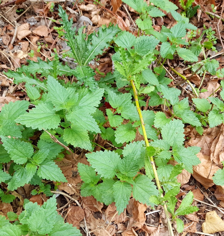 creeping thistle