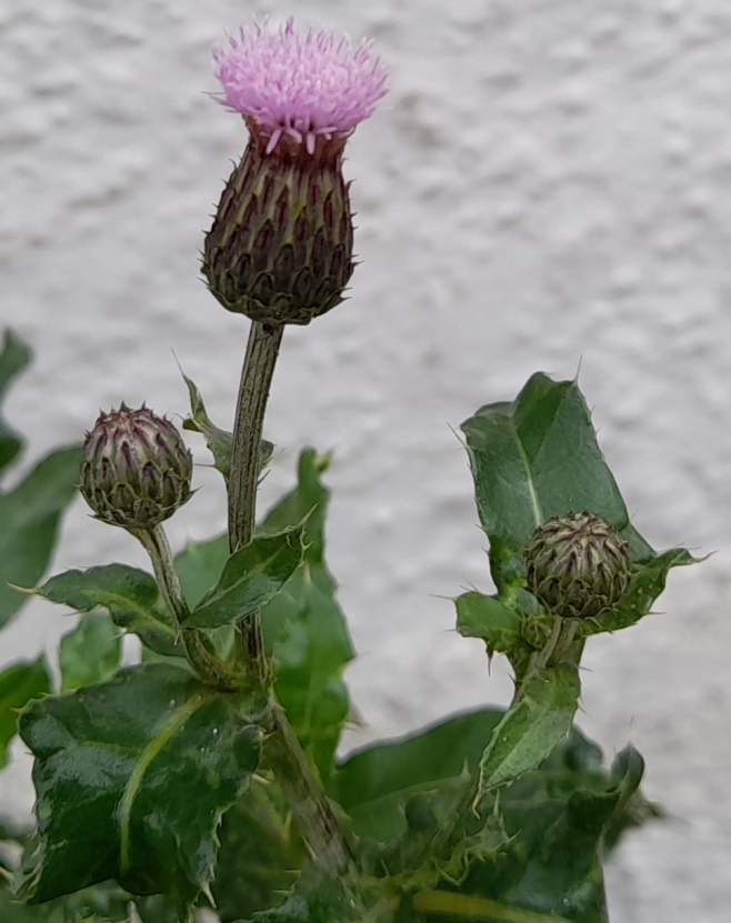 creeping thistle