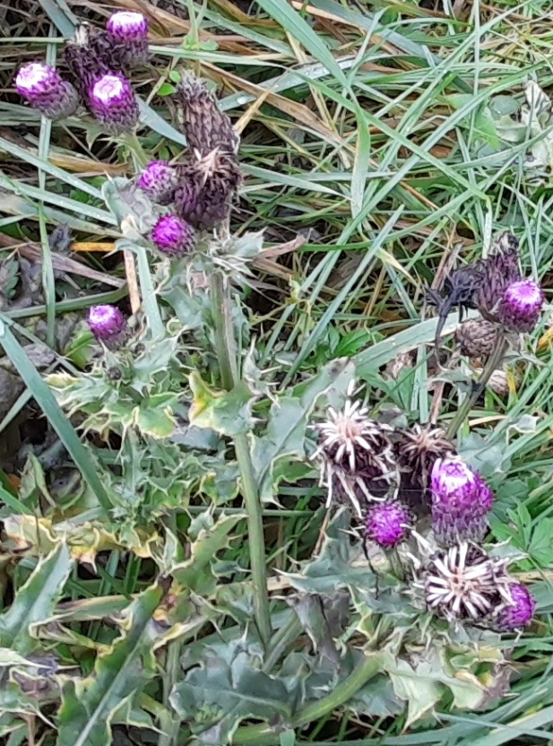 creeping thistle Rainham Marshes