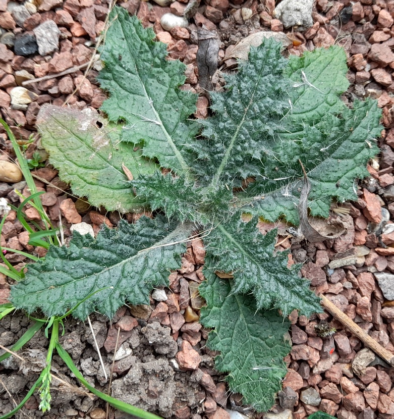 creeping thistle