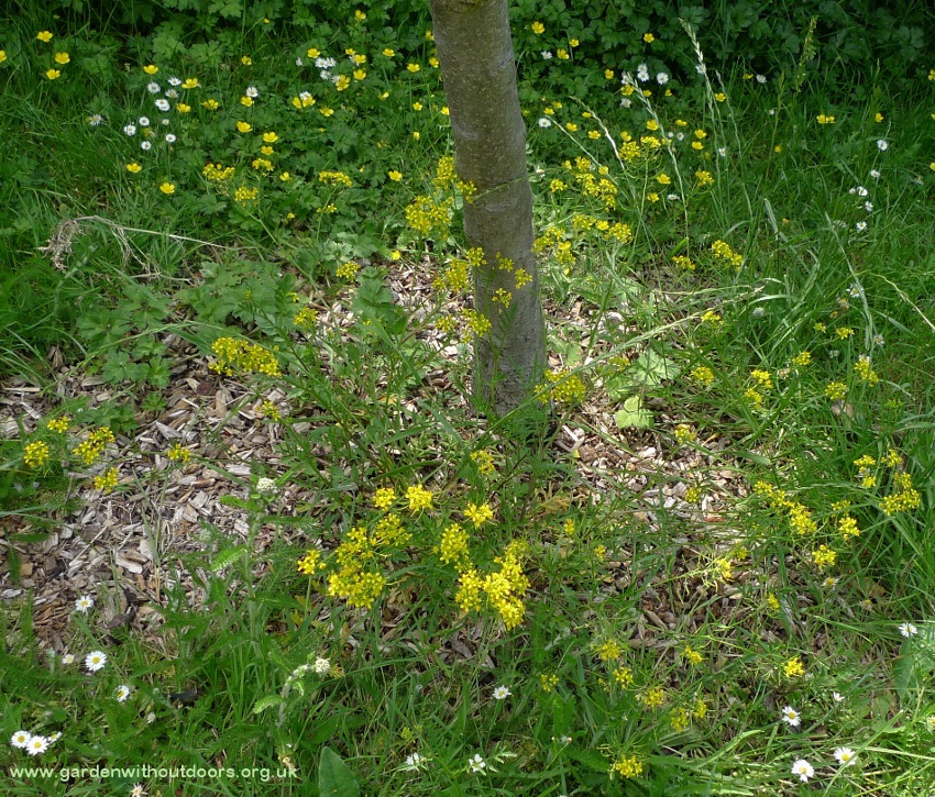creeping yellowcress