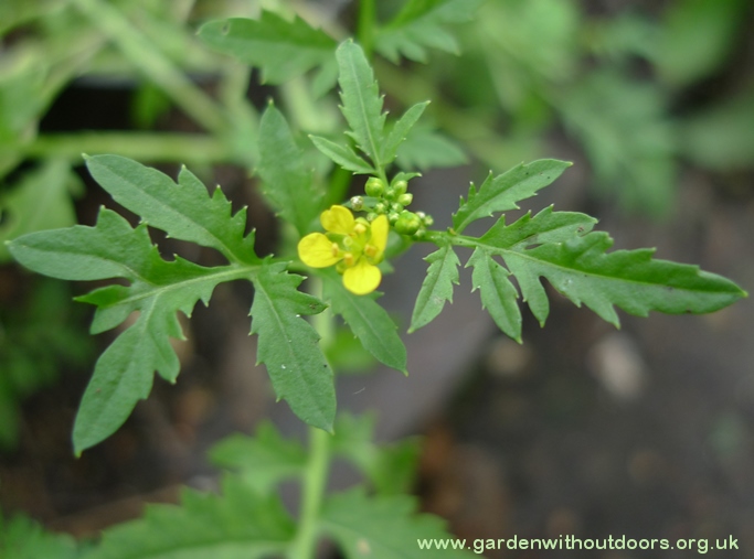 creeping yellowcress
