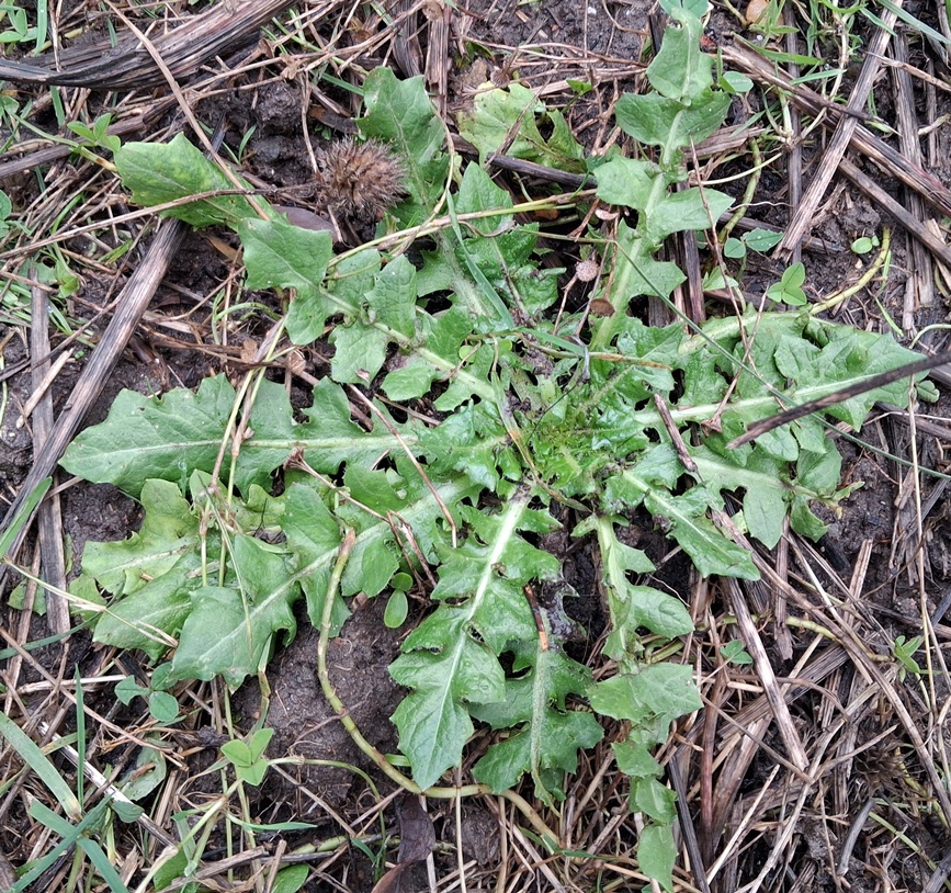 crepis vesicaria rosette