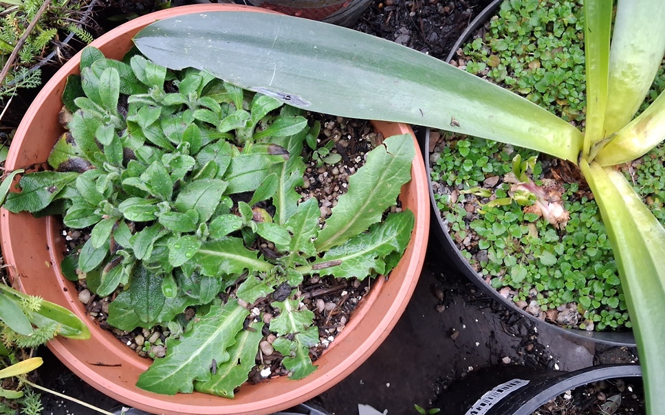 crepis vesicaria rosette