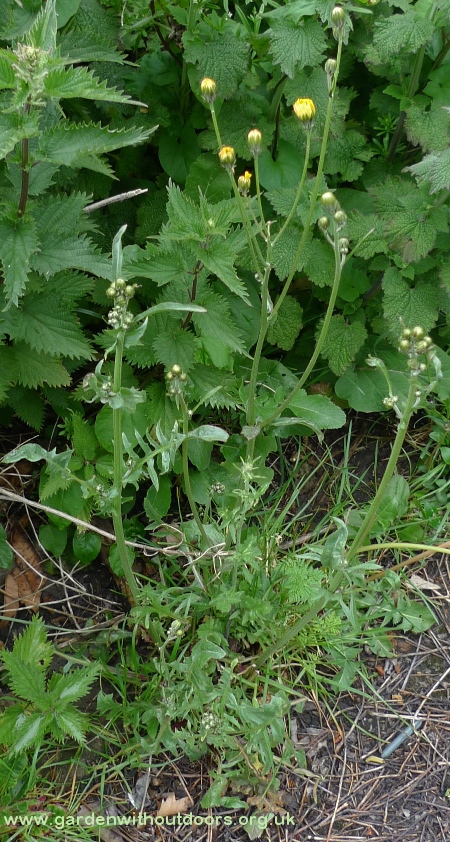 crepis vesicaria beaked hawk's-beard