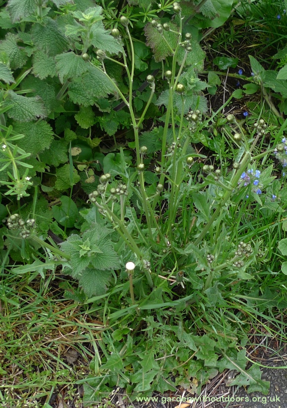 crepis vesicaria beaked hawk's-beard
