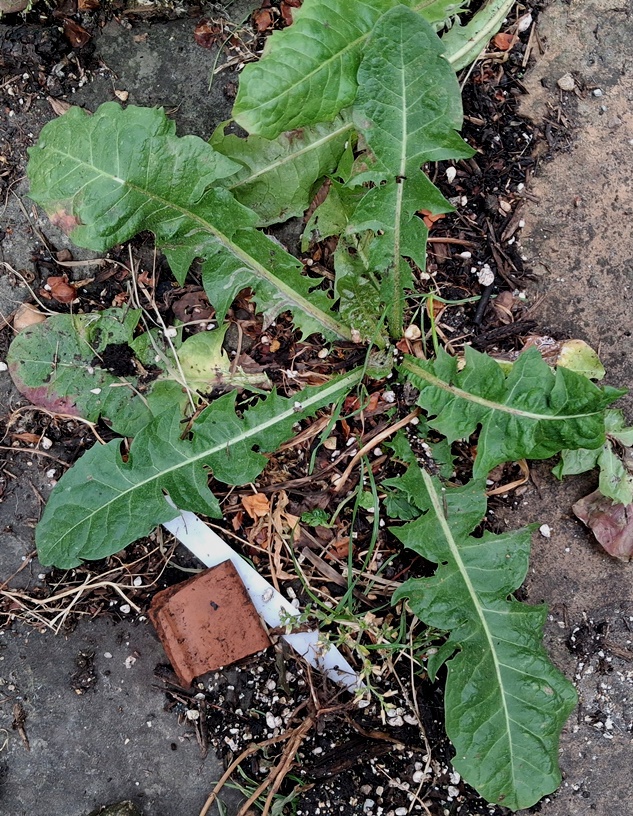 crepis vesicaria possibly