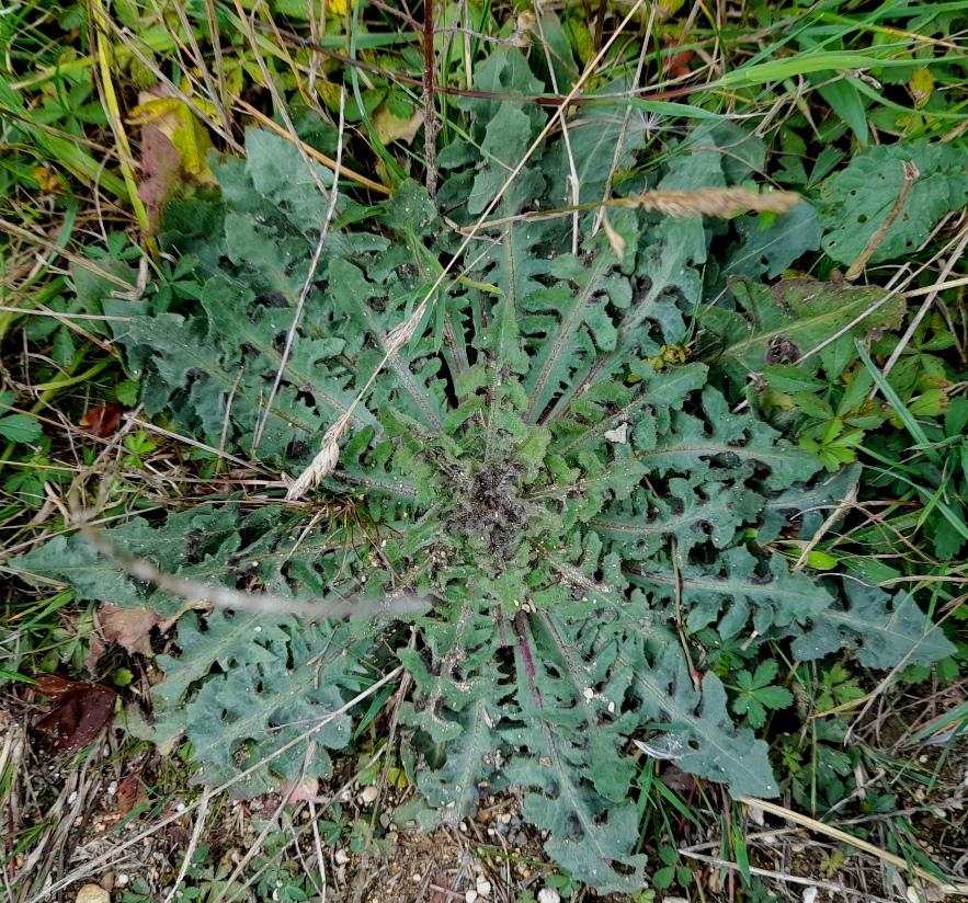 crepis vesicaria