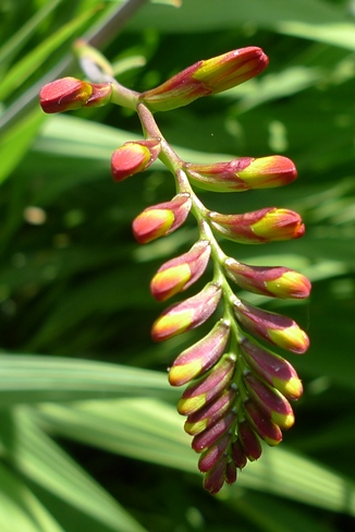 crocosima bud