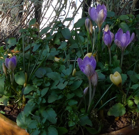 early spring crocus