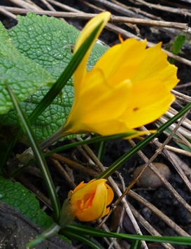 yellow crocus