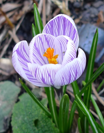 striped  crocus