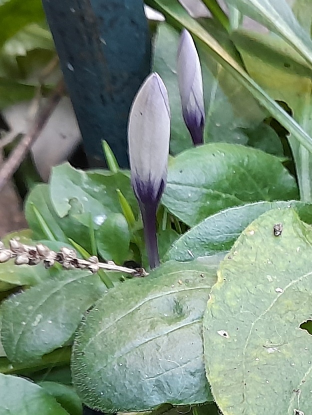 crocus