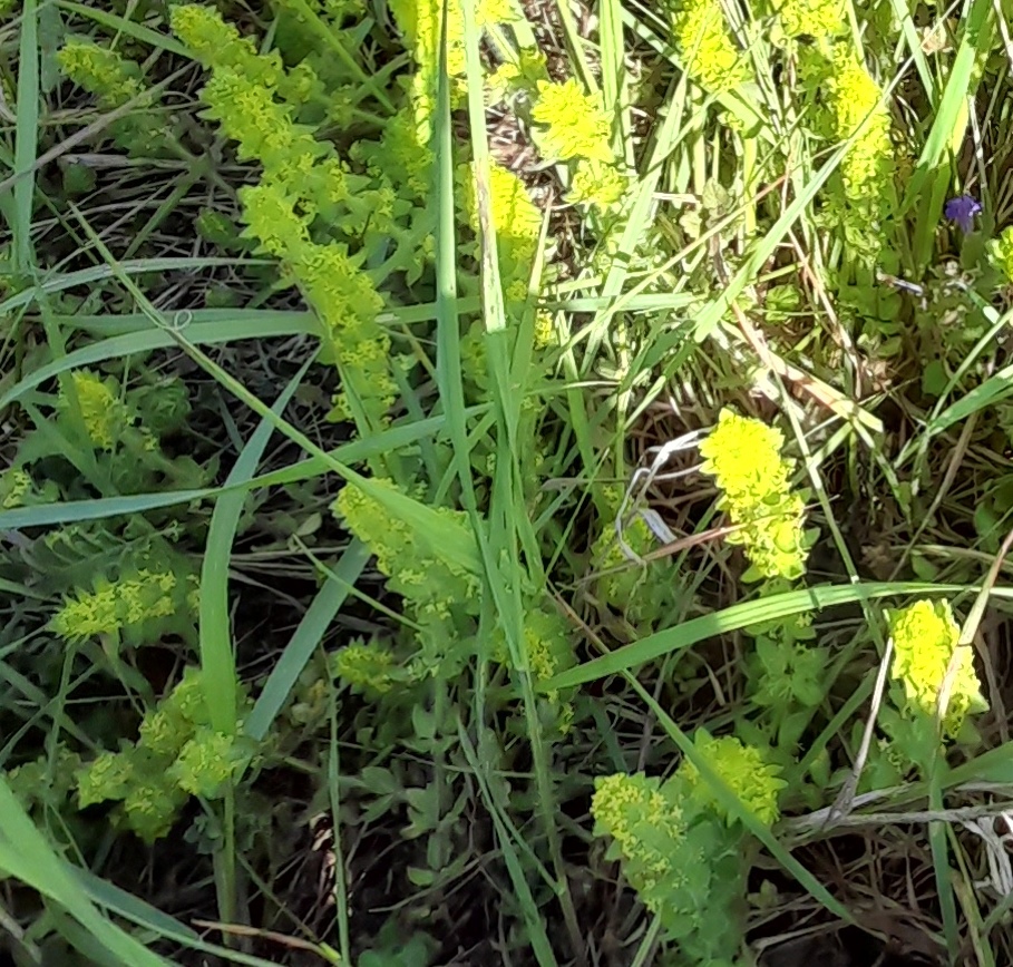 crosswort Swanscombe Marshes