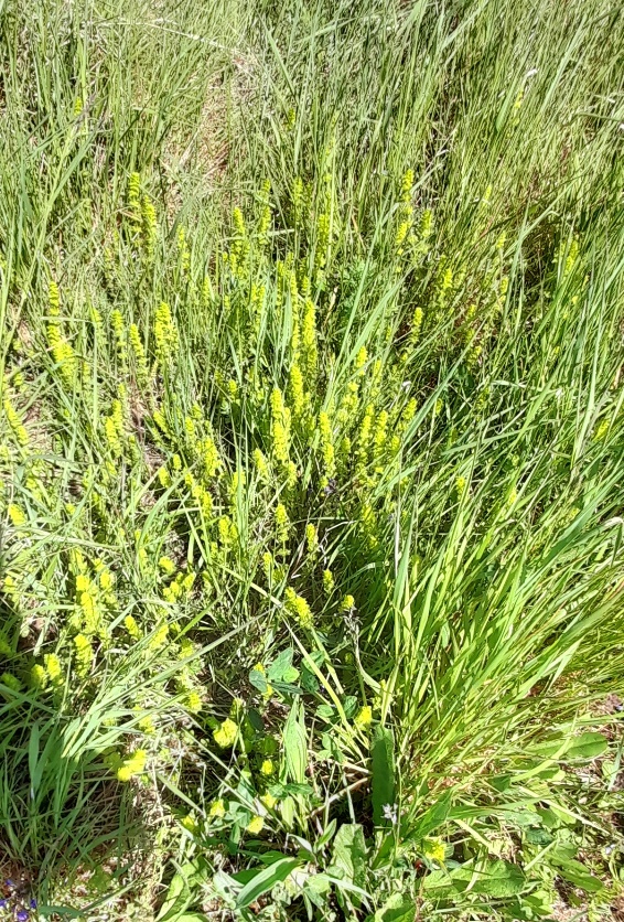 crosswort Swanscombe Marshes