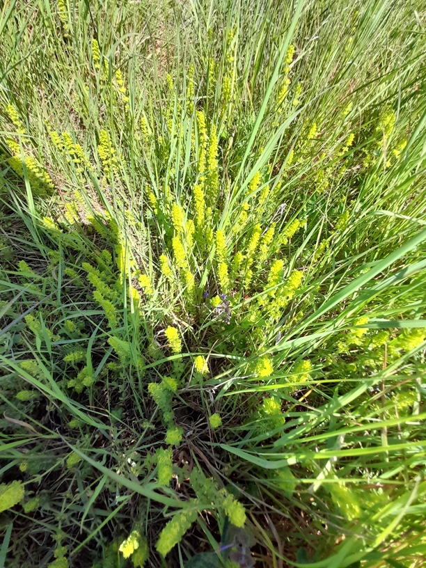 crosswort Swanscombe Marshes