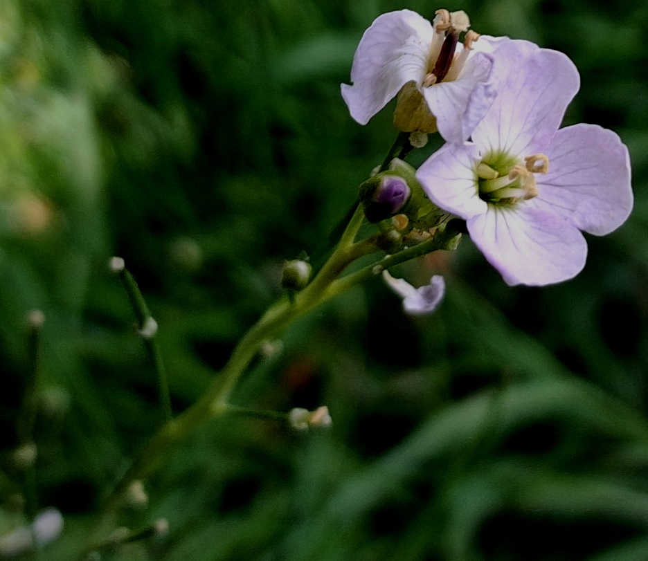 cuckoo flower