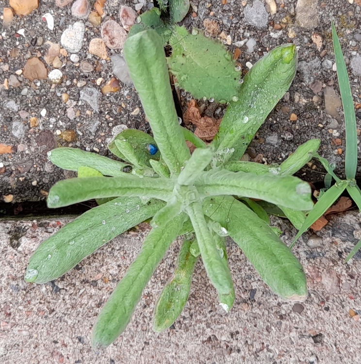 Jersey cudweed Pseudognaphalium luteoalbum 